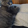 cat, gray_cat, tabby, feline, pet, indoor, blanket, soft_texture, wood_furniture, relaxed, fur, whiskers, animal, domestic_animal, cute, mammal, resting, cozy, close_up, side_view