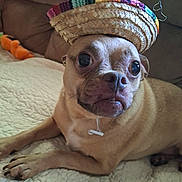 Tiny is registered to the contest to win money with this photo: animal, brown_dog, close_up, couch, cute, dog, domestic_animal, expression, face, funny_hat, hat, indoor, lying_down, pet, pet_accessory, quilted_bedspread, relaxed, small_dog, sombrero, toy