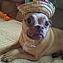 animal, brown_dog, close_up, couch, cute, dog, domestic_animal, expression, face, funny_hat, hat, indoor, lying_down, pet, pet_accessory, quilted_bedspread, relaxed, small_dog, sombrero, toy