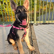 Nala joined the competition — help win amazing prizes! dog, puppy, german_shepherd, pink_harness, pink_leash, outdoor, bridge, river, trees, sunlight, tongue_out, ears_up, concrete, happy, pet, animal, nature, leash, canine, young_dog