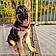 Nala