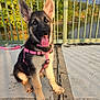 dog, puppy, german_shepherd, pink_harness, pink_leash, outdoor, bridge, river, trees, sunlight, tongue_out, ears_up, concrete, happy, pet, animal, nature, leash, canine, young_dog