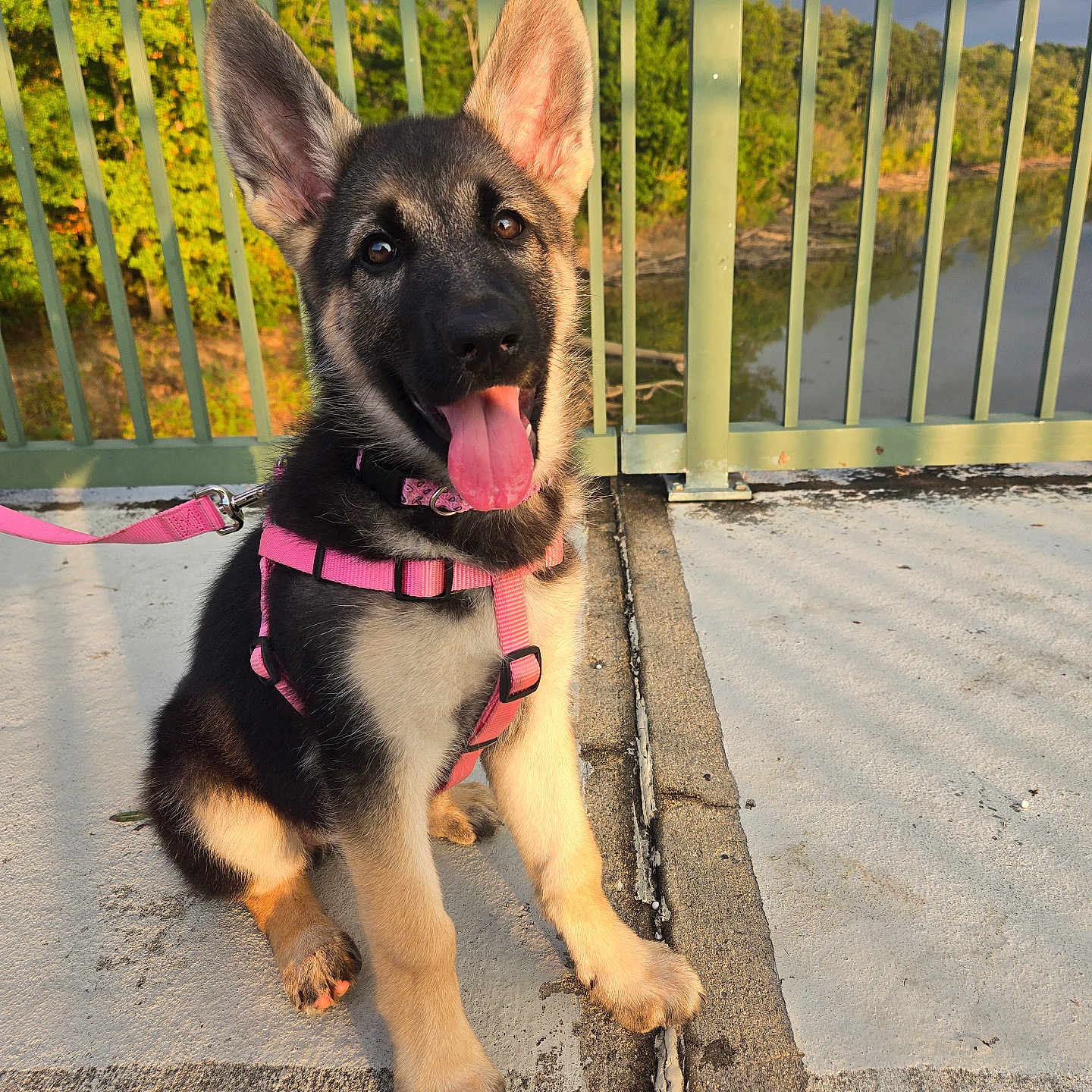 Nala joined the competition — help win amazing prizes! animal, bridge, canine, concrete, dog, ears_up, german_shepherd, happy, leash, nature, outdoor, pet, pink_harness, pink_leash, puppy, river, sunlight, tongue_out, trees, young_dog