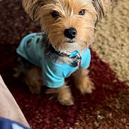 Lucki is registered to the contest to win money with this photo: dog, small_dog, blue_shirt, ears, carpet, indoor, pet, fur, cute, animal, looking_up, curious, blurry_foreground, home, cozy, companion, sitting, portrait, brown_fur, adorable