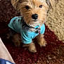 dog, small_dog, blue_shirt, ears, carpet, indoor, pet, fur, cute, animal, looking_up, curious, blurry_foreground, home, cozy, companion, sitting, portrait, brown_fur, adorable