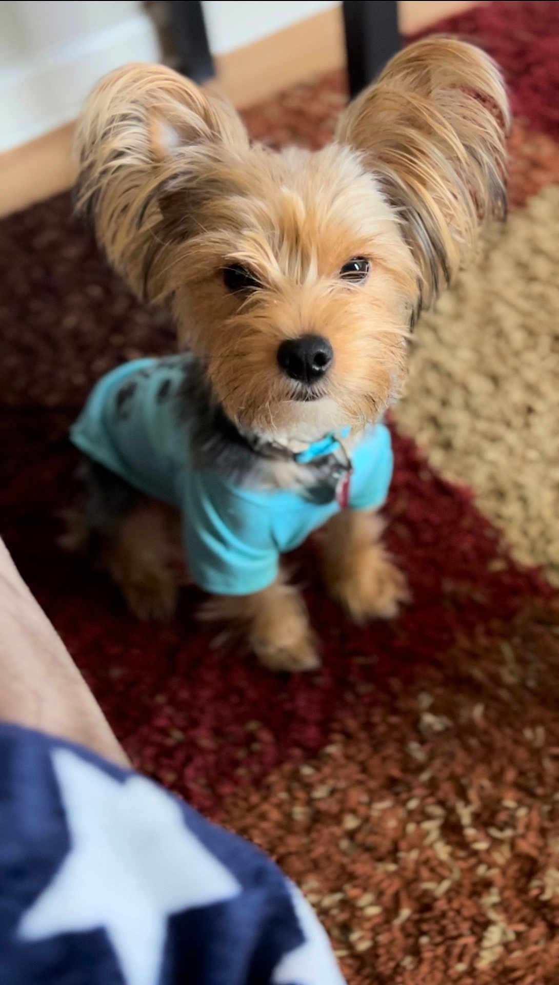 Lucki is registered to the contest to win money with this photo: dog, small_dog, blue_shirt, ears, carpet, indoor, pet, fur, cute, animal, looking_up, curious, blurry_foreground, home, cozy, companion, sitting, portrait, brown_fur, adorable