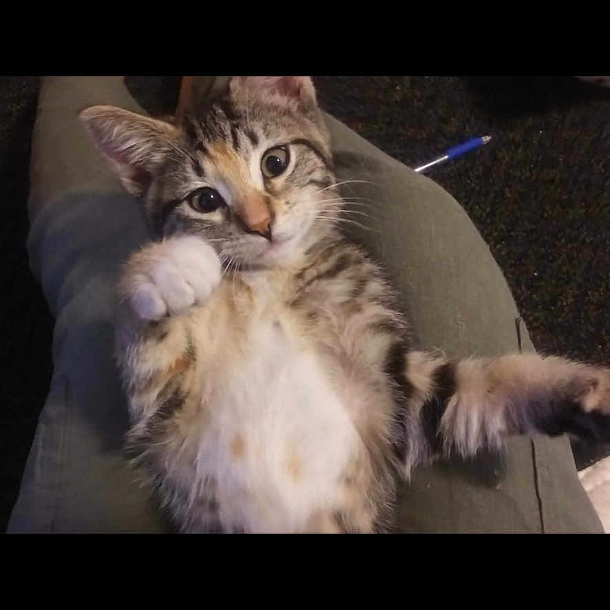 Coopa is registered to the contest to win money with this photo: cat, kitten, tabby, pet, animal, lap, fur, whiskers, paw, cute, indoor, relaxed, young, feline, domestic, eyes, ears, person, clothing, pen