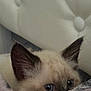 kitten, cat, siamese, blue_eyes, ears, fur, blanket, cozy, close_up, pet, animal, cute, indoor, soft, resting, curious, young, feline, comfort, home