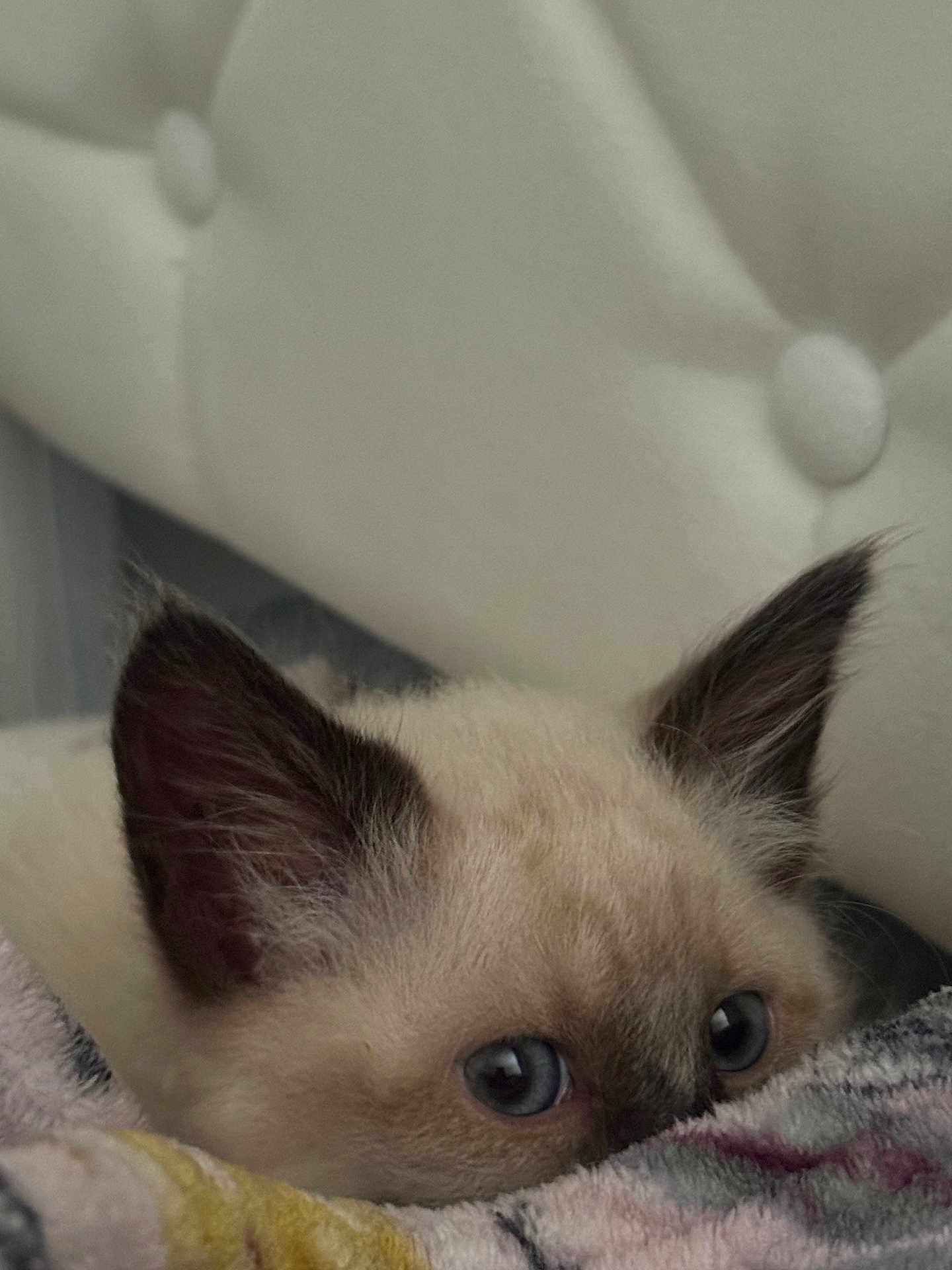 Nala is registered to the contest to win money with this photo: kitten, cat, siamese, blue_eyes, ears, fur, blanket, cozy, close_up, pet, animal, cute, indoor, soft, resting, curious, young, feline, comfort, home
