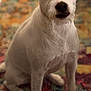 dog, white_dog, pet, indoor, carpet, colorful_rug, sitting, attentive, animal, cute, fur, portrait, canine, ears, floor, household, companion, looking_at_camera, domestic, friendly