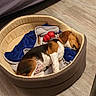 Sakura O'Molly participe au concours pour gagner de l'argent avec cette photo : basset_hound, beagle, canidae, carnivore, companion_dog, coonhound, dog, dog_breed, hound, pocket_beagle, puppy, scent_hound