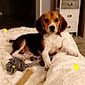Sakura O'Molly participe au concours pour gagner de l'argent avec cette photo : american_foxhound, beagle, beagle_harrier, beaglier, canidae, carnivore, companion_dog, coonhound, dog, dog_breed, estonian_hound, finnish_hound, harrier, hound, mammal, pocket_beagle, puppy, rare_breed_dog, serbian_tricolour_hound, vertebrate