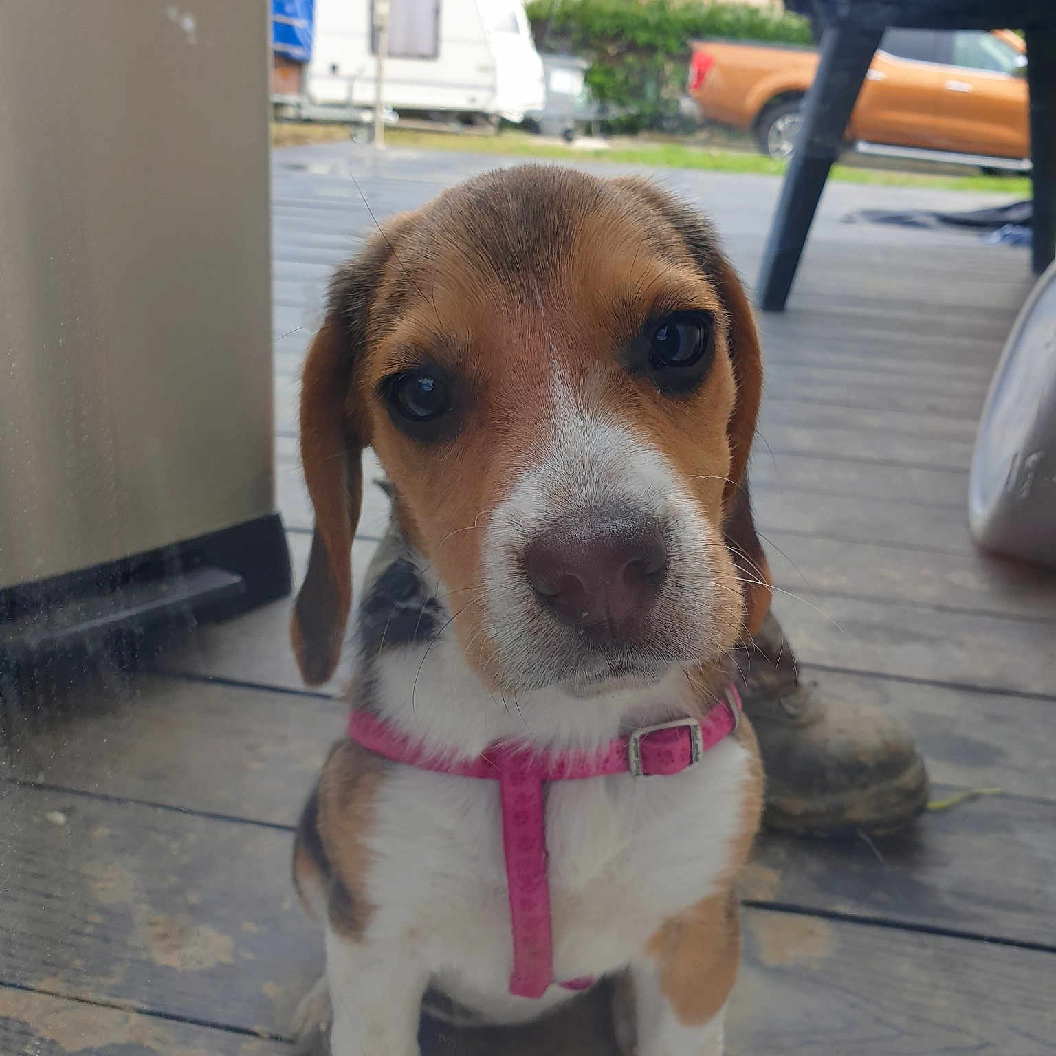 Sakura O'Molly