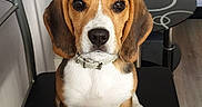 Sakura O'Molly a rejoint le concours — aidez-le/la à gagner de superbes lots ! american_foxhound, basset_artesien_normand, beagador, beagle, beagle_harrier, beaglier, canidae, carnivore, companion_dog, dog, dog_breed, estonian_hound, hound, mammal, pocket_beagle, puppy, rare_breed_dog, scent_hound, snout, vertebrate