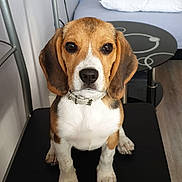 Sakura participe au concours pour gagner de l'argent avec cette photo : american_foxhound, basset_artesien_normand, beagador, beagle, beagle_harrier, beaglier, canidae, carnivore, companion_dog, dog, dog_breed, estonian_hound, hound, mammal, pocket_beagle, puppy, rare_breed_dog, scent_hound, snout, vertebrate