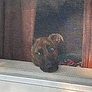 Max is registered to the contest to win money with this photo: dog, window, screen, curious, brown, pet, face, ears, snout, indoor, outdoor, glass, reflection, daylight, wood, house, animal, closeup, looking, expression