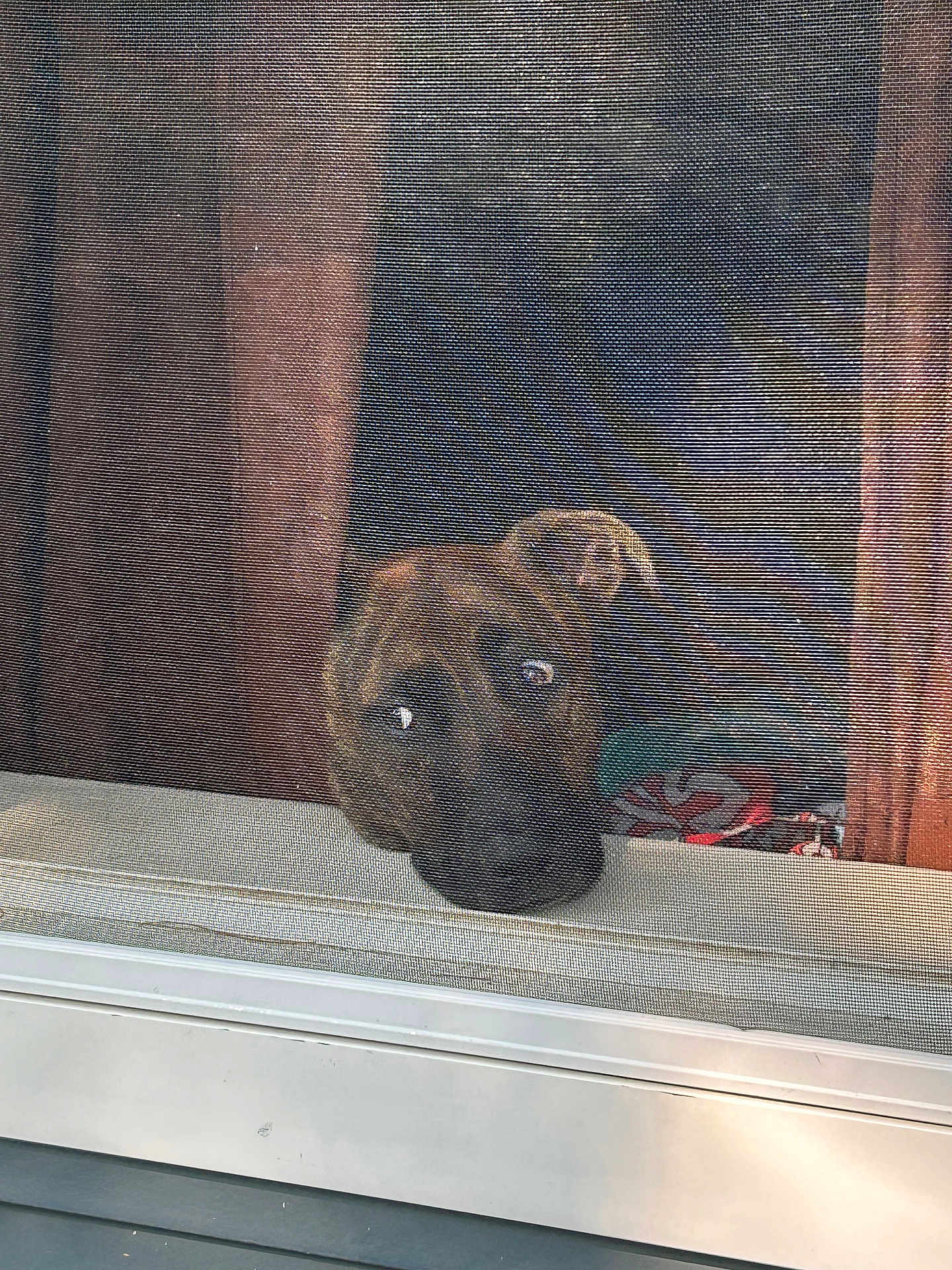 Max is registered to the contest to win money with this photo: dog, window, screen, curious, brown, pet, face, ears, snout, indoor, outdoor, glass, reflection, daylight, wood, house, animal, closeup, looking, expression