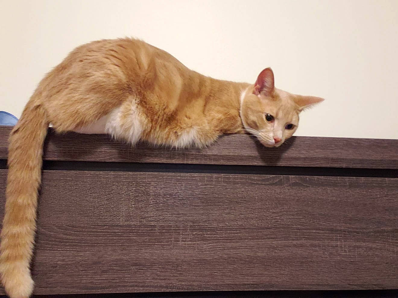 Lester joined the competition — help win amazing prizes! beige, carnivore, cat, domestic_short_haired_cat, facial_expression, fawn, felidae, fur, liver, natural_material, small_to_medium_sized_cats, snout, tail, vertebrate, whiskers