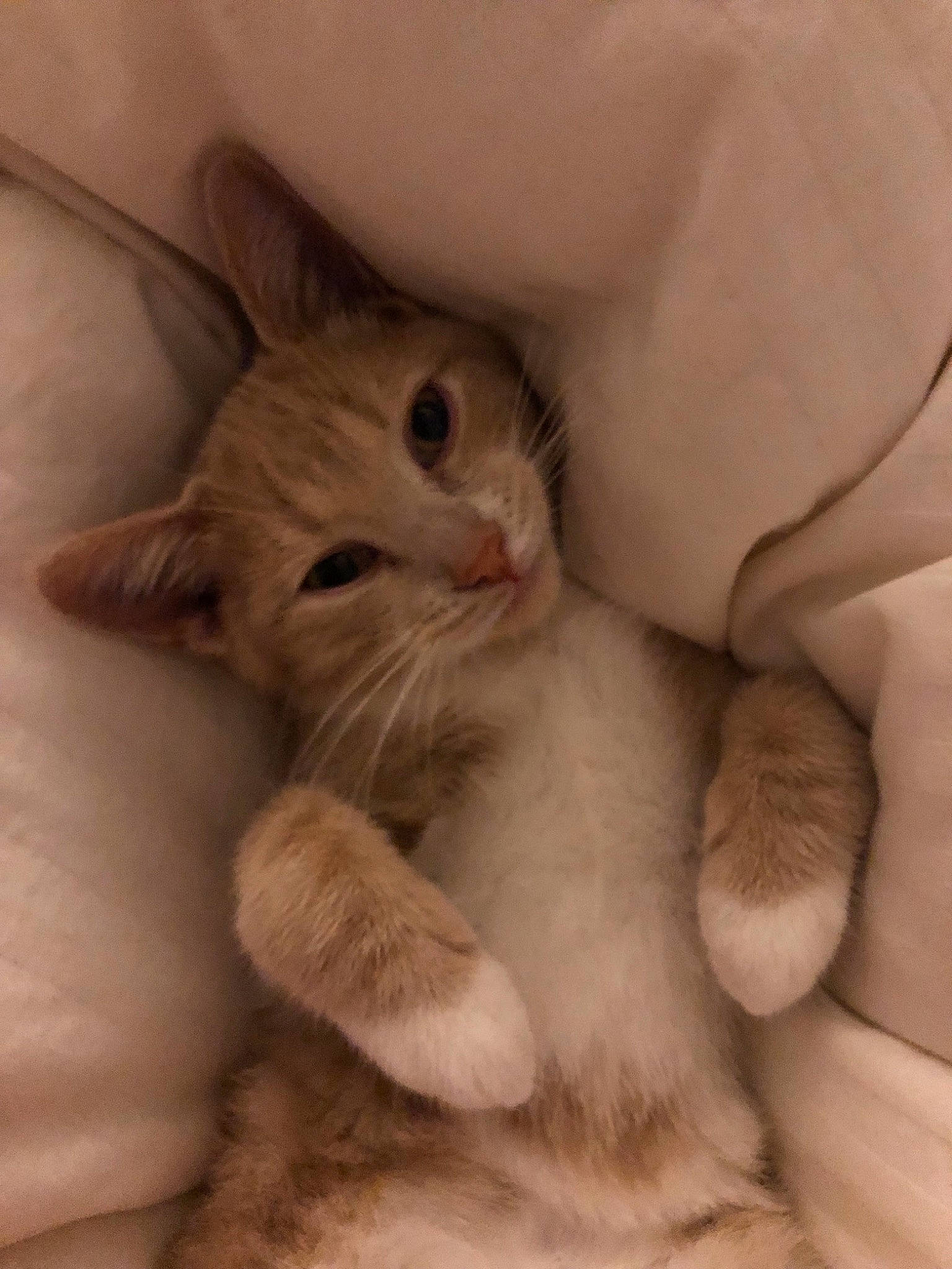 Lester joined the competition — help win amazing prizes! beige, carnivore, cat, comfort, domestic_short_haired_cat, fawn, felidae, fur, kitten, paw, small_to_medium_sized_cats, snout, terrestrial_animal, vertebrate, whiskers