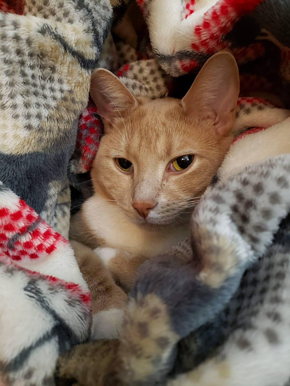 Lester joined the competition — help win amazing prizes! carmine, carnivore, cat, claw, domestic_short_haired_cat, fawn, felidae, fur, kitten, knitting, organism, oriental_shorthair, paw, small_to_medium_sized_cats, snout, terrestrial_animal, vertebrate, whiskers, wool, woolen