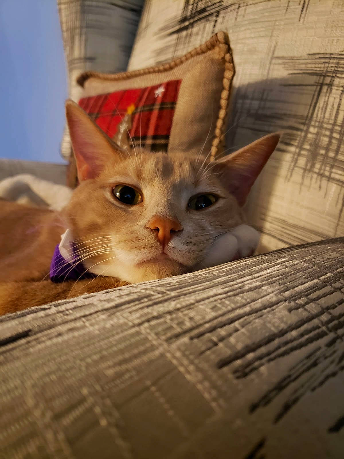 Lester is registered to the contest to win money with this photo: beige, carnivore, cat, curious, fawn, felidae, kitten, linens, small_to_medium_sized_cats, snout, vertebrate, whiskers