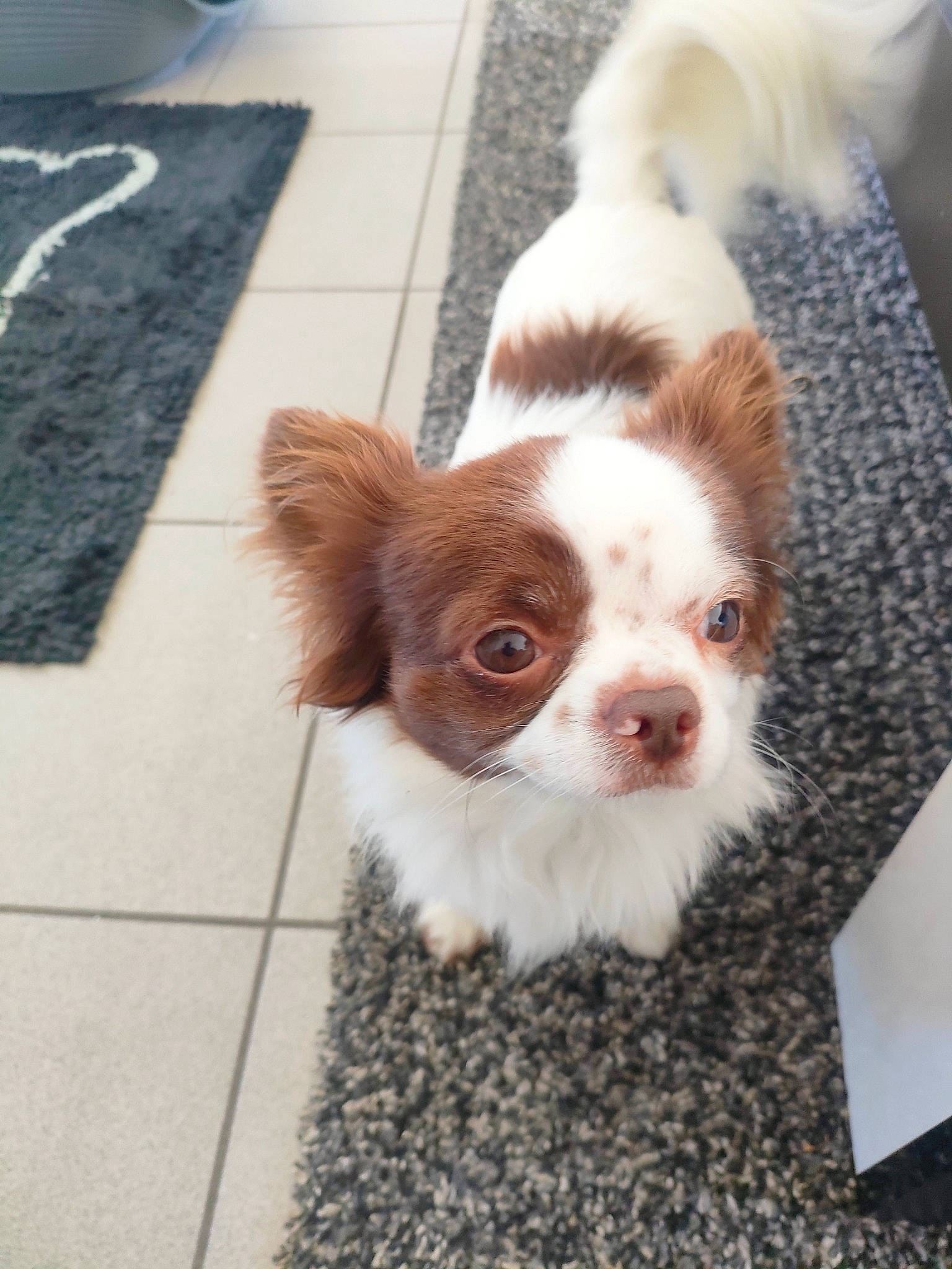 Sami a rejoint le concours — aidez-le/la à gagner de superbes lots ! canidae, carnivore, cavalier_king_charles_spaniel, companion_dog, dog, dog_breed, dog_supply, door, eye, fawn, flooring, fur, king_charles_spaniel, liver, pet_supply, road_surface, spaniel, toy_dog, whiskers, working_animal