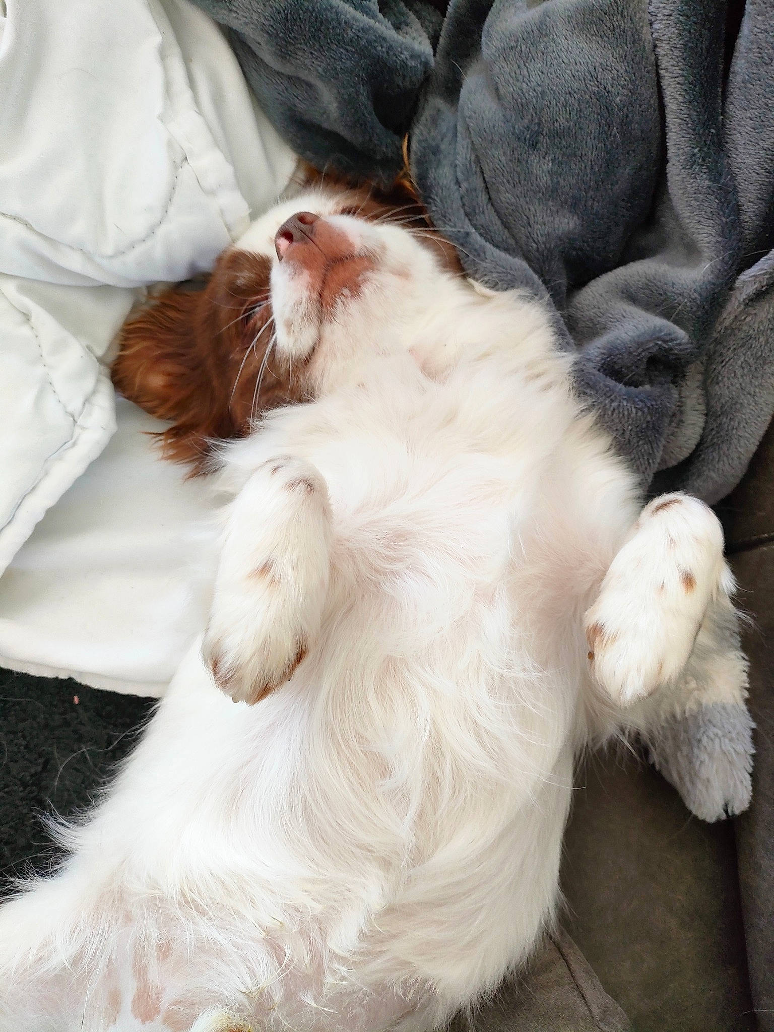 Sami a rejoint le concours — aidez-le/la à gagner de superbes lots ! canidae, carnivore, claw, comfort, companion_dog, dog_breed, ear, fawn, felidae, foot, fur, gesture, liver, paw, small_to_medium_sized_cats, snout, spaniel, sporting_group, tail, whiskers