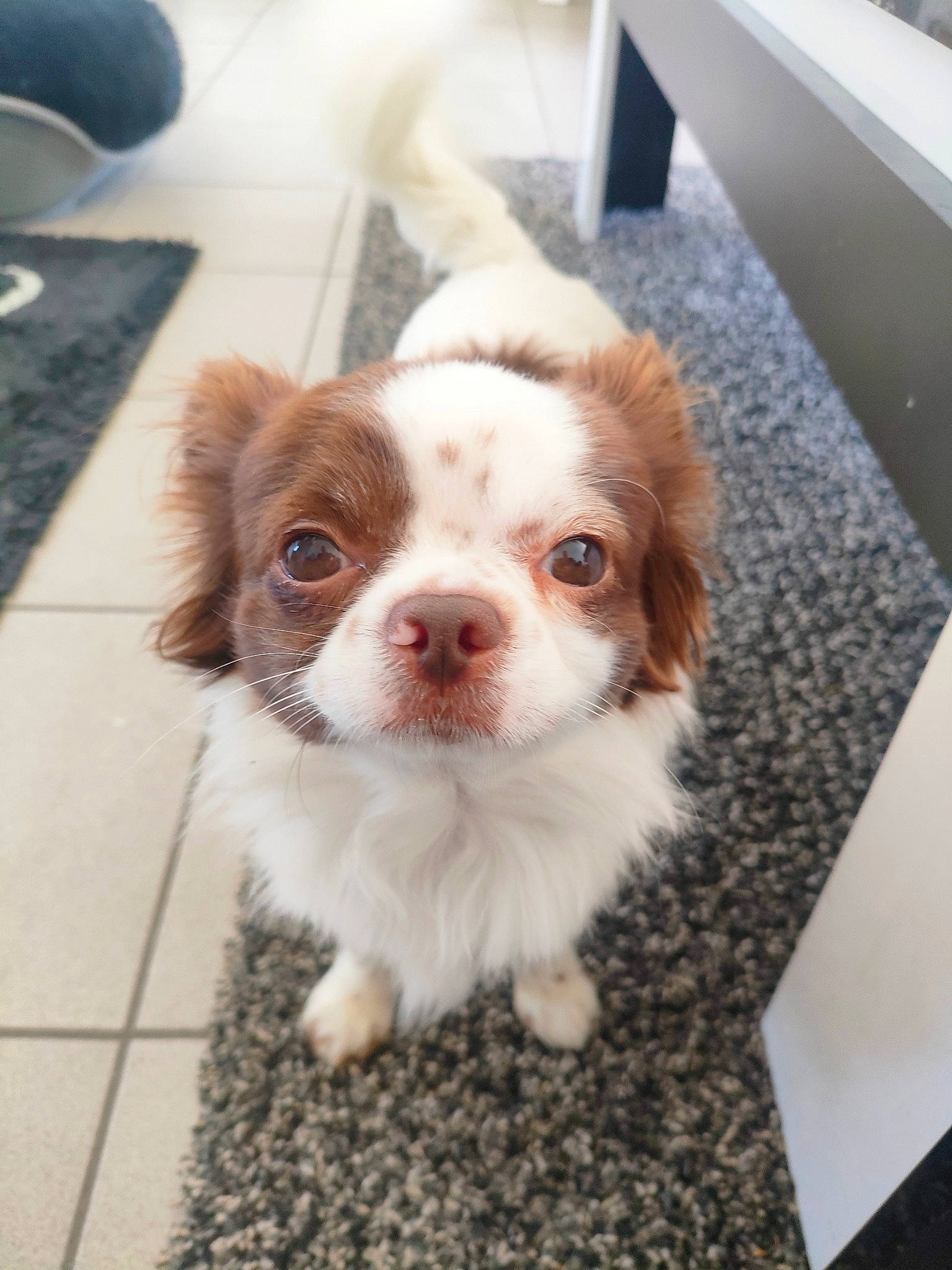 Sami a rejoint le concours — aidez-le/la à gagner de superbes lots ! canidae, carnivore, cavalier_king_charles_spaniel, companion_dog, dog, dog_breed, fawn, flooring, fur, hardwood, king_charles_spaniel, liver, snout, spaniel, sporting_group, terrestrial_animal, toy_dog, whiskers, wood, working_animal