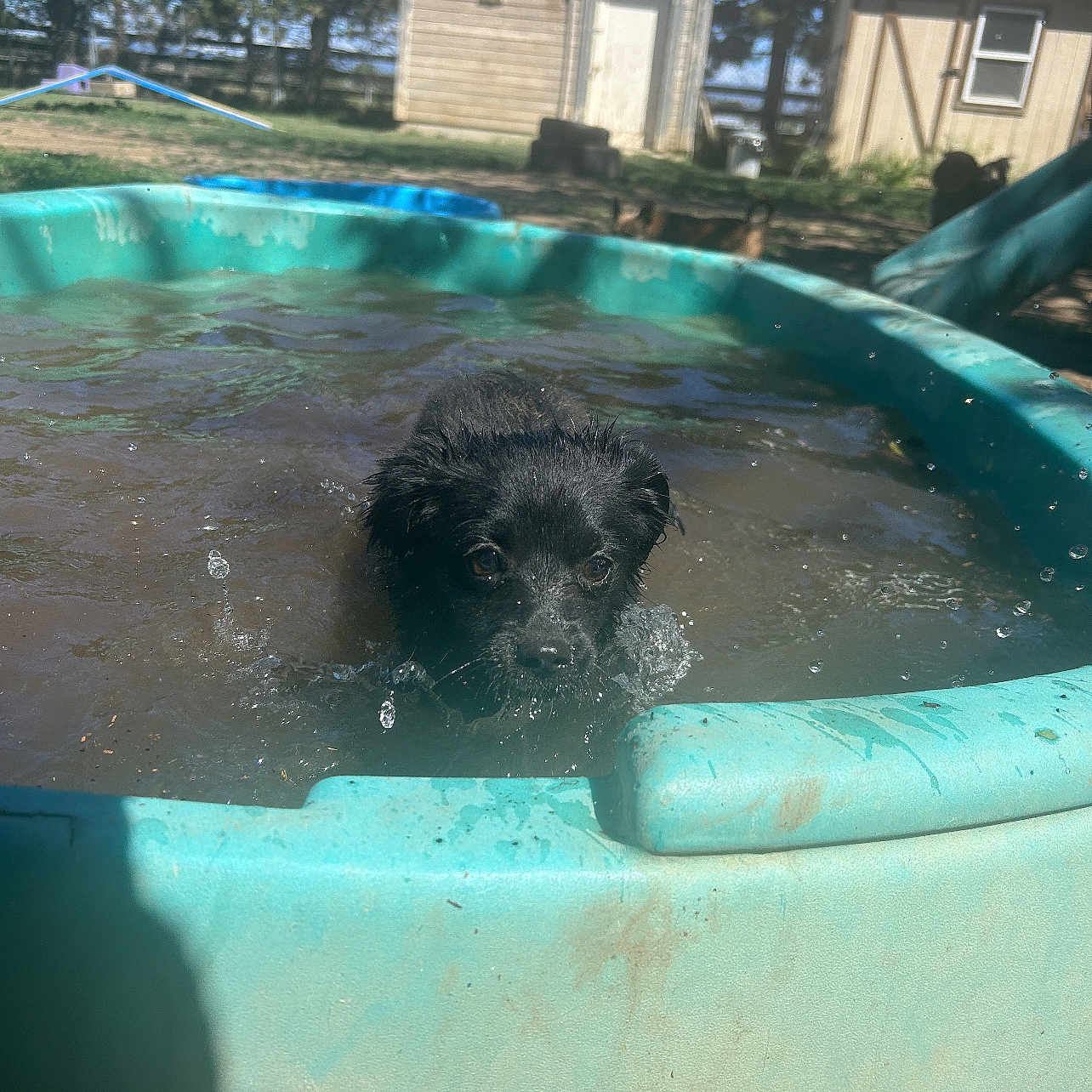 Echo is registered to the contest to win money with this photo: animal, architecture, bathing, building, canine, dog, house, housing, leisureactivities, nature, outdoors, person, pet, pool, puppy, shelter, summer, swimmingpool, tub, water