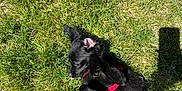 Echo is registered to the contest to win money with this photo: accessories, animal, canine, cockerspaniel, collar, dog, field, grass, grassland, labradorretriever, lawn, leash, nature, outdoors, pet, plant, puppy, strap, terrier, yard