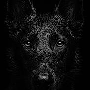Naya participe au concours pour gagner de l'argent avec cette photo : animal, animal_portrait, black_background, black_dog, canine, close_up, dark, dog, ears, fur_texture, german_shepherd, intense_gaze, monochrome, pet, portrait, snout, studio_shot, water_droplets, wet_fur, wildlife