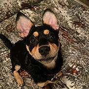 Ivy Malcolm joined the competition — help win amazing prizes! puppy, dog, black_and_tan, large_ears, floppy_ears, portrait, close_up, looking_at_camera, indoors, blanket, patterned_blanket, pet, collar, black_fur, tan_markings, brown_eyes, nose, sitting, cute, animal_photography