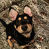 puppy, dog, black_and_tan, large_ears, floppy_ears, portrait, close_up, looking_at_camera, indoors, blanket, patterned_blanket, pet, collar, black_fur, tan_markings, brown_eyes, nose, sitting, cute, animal_photography