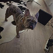 Tayron participe au concours pour gagner de l'argent avec cette photo : dog, french_bulldog, spotted_coat, wooden_floor, rug, cowhide_rug, ear, tongue, collar, chain, indoor, furniture, chair, speaker, power_strip, cable, pet, animal, curious, looking_up