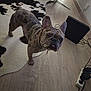 dog, french_bulldog, spotted_coat, wooden_floor, rug, cowhide_rug, ear, tongue, collar, chain, indoor, furniture, chair, speaker, power_strip, cable, pet, animal, curious, looking_up