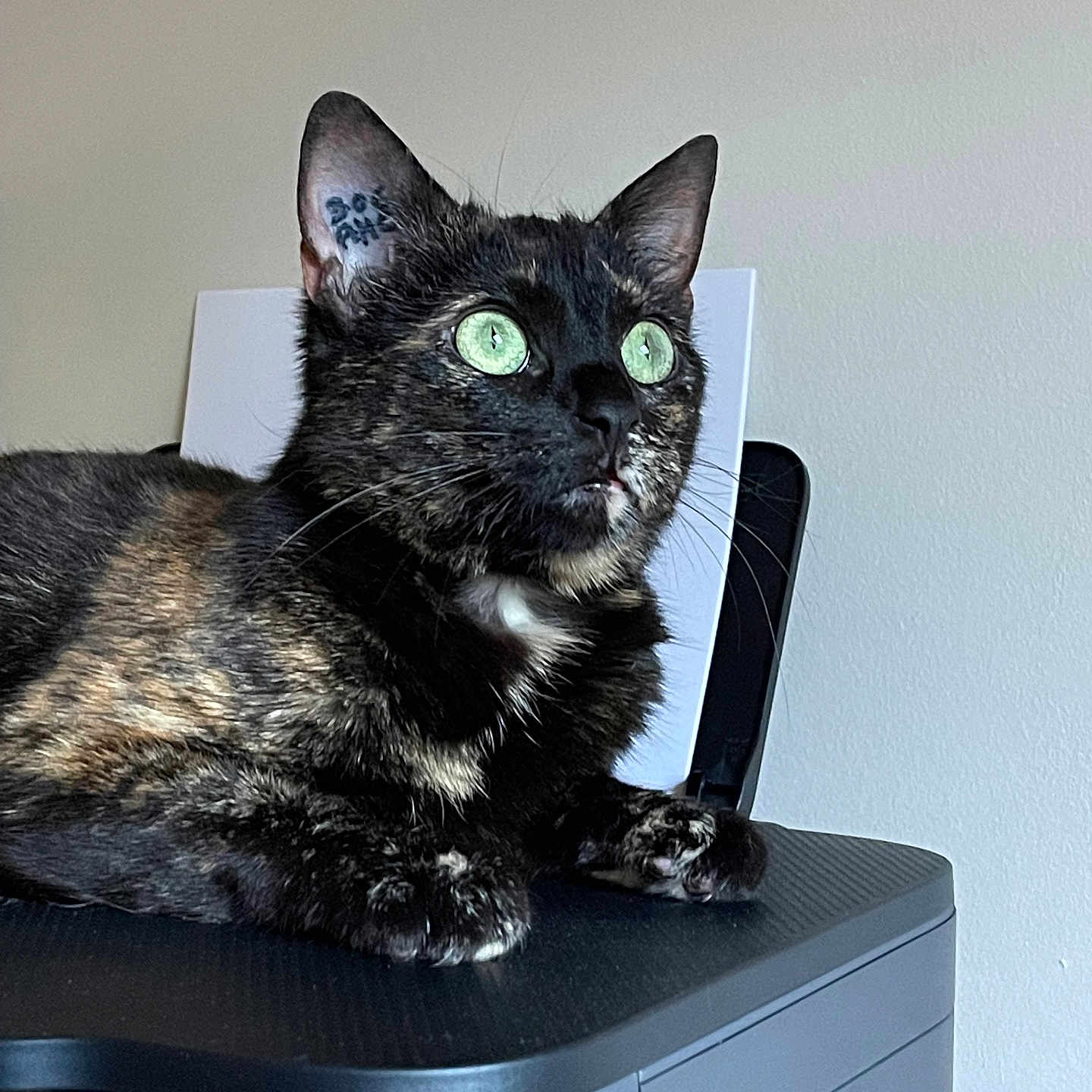 Nouméa a rejoint le concours — aidez-le/la à gagner de superbes lots ! animal, black, brown, cat, close_up, curious, ears, feline, fur, green_eyes, indoor, looking_up, paw, pet, printer, resting, tattoo, tortoiseshell, whiskers, white_patch