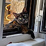 Nouméa participe au concours pour gagner de l'argent avec cette photo : cat, tortoiseshell, window, green_eyes, stone_wall, orange_hose, curious, relaxed, paw, indoor, outdoor, sunlight, resting, animal, pet, feline, looking, closeup, home, cozy
