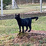 Ulysse participe au concours pour gagner de l'argent avec cette photo : black_cat, cat, animal, pet, grass, tree_stump, outdoor, yard, fence, nature, alert, moss, greenery, wildlife, domestic_cat, mammal, curious, four_legs, whiskers, tail