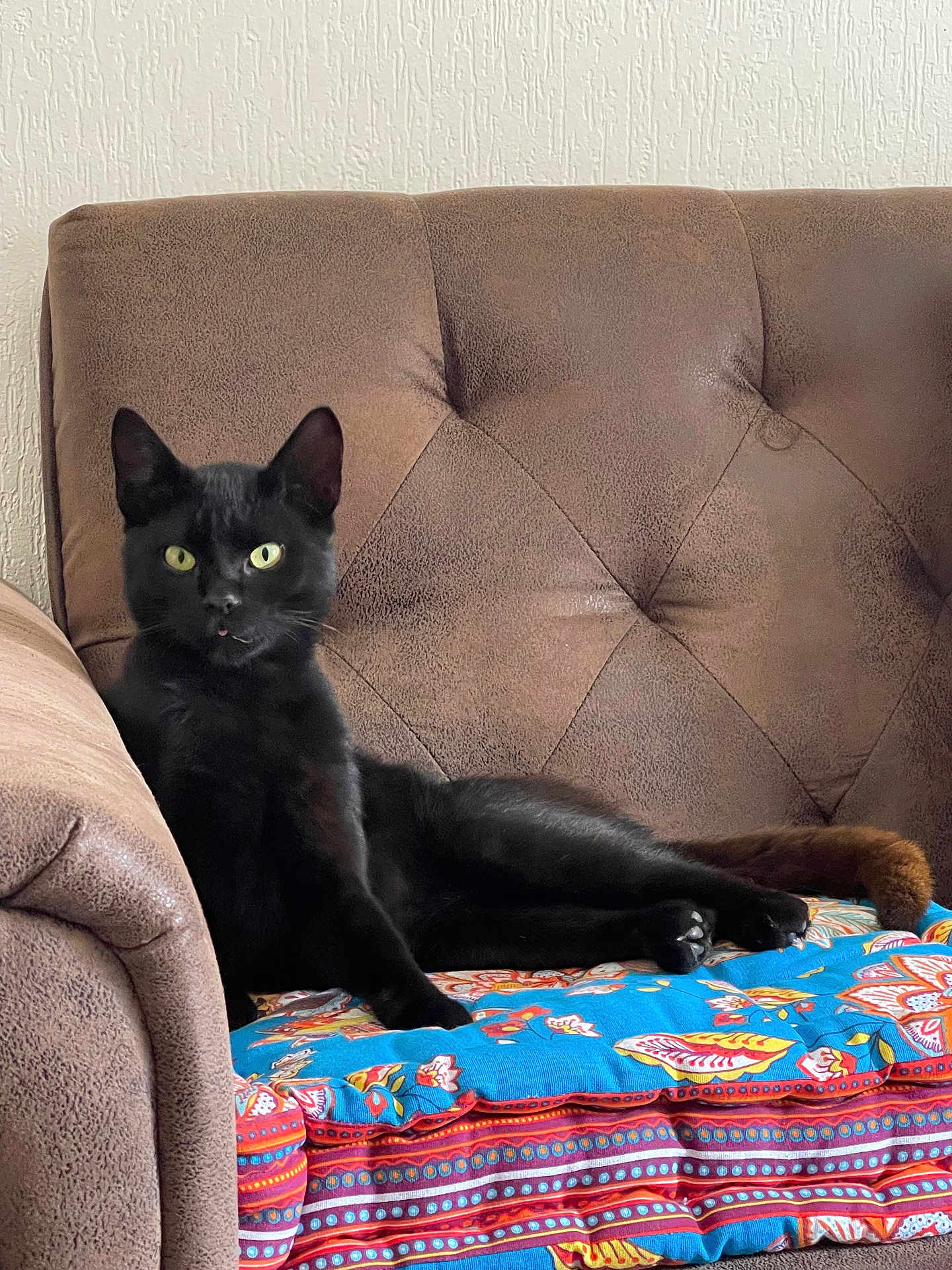Ulysse a rejoint le concours — aidez-le/la à gagner de superbes lots ! black_cat, cat, pet, animal, couch, furniture, cushion, indoor, yellow_eyes, relaxed, seated, looking_at_camera, brown_couch, domestic_cat, fur, whiskers, ears, paw, tail, comfort