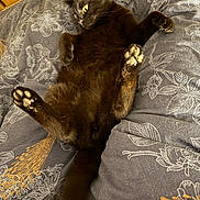 Ulysse a rejoint le concours — aidez-le/la à gagner de superbes lots ! black_cat, cat, pet, animal, bed, bedding, floral_pattern, paw_pads, lying_down, relaxed, fur, cute, indoor, feline, whiskers, tail, yellow_eyes, curious, soft, playful