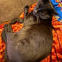 Ulysse participe au concours pour gagner de l'argent avec cette photo : cat, black_cat, sleeping, resting, orange_blanket, colorful_fabric, cozy, indoor, pet, feline, fur, whiskers, animal, comfort, relaxation, soft_texture, closeup, domestic_cat, cute, nap