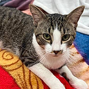 Nye-Nye is registered to the contest to win money with this photo: cat, tabby, pet, animal, feline, close_up, indoor, resting, blanket, white_paws, curious, fur, whiskers, ears, eyes, soft_focus, colorful, cozy, domestic, portrait