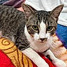 cat, tabby, pet, animal, feline, close_up, indoor, resting, blanket, white_paws, curious, fur, whiskers, ears, eyes, soft_focus, colorful, cozy, domestic, portrait