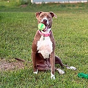 Shay Shay joined the competition — help win amazing prizes! animal, ball, brown, canine, collar, dog, grass, green, happy, house, nature, outdoor, pet, playful, sitting, summer, toy, white, window, yard