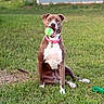 dog, grass, ball, outdoor, pet, animal, collar, green, brown, white, happy, sitting, playful, yard, house, window, toy, summer, nature, canine