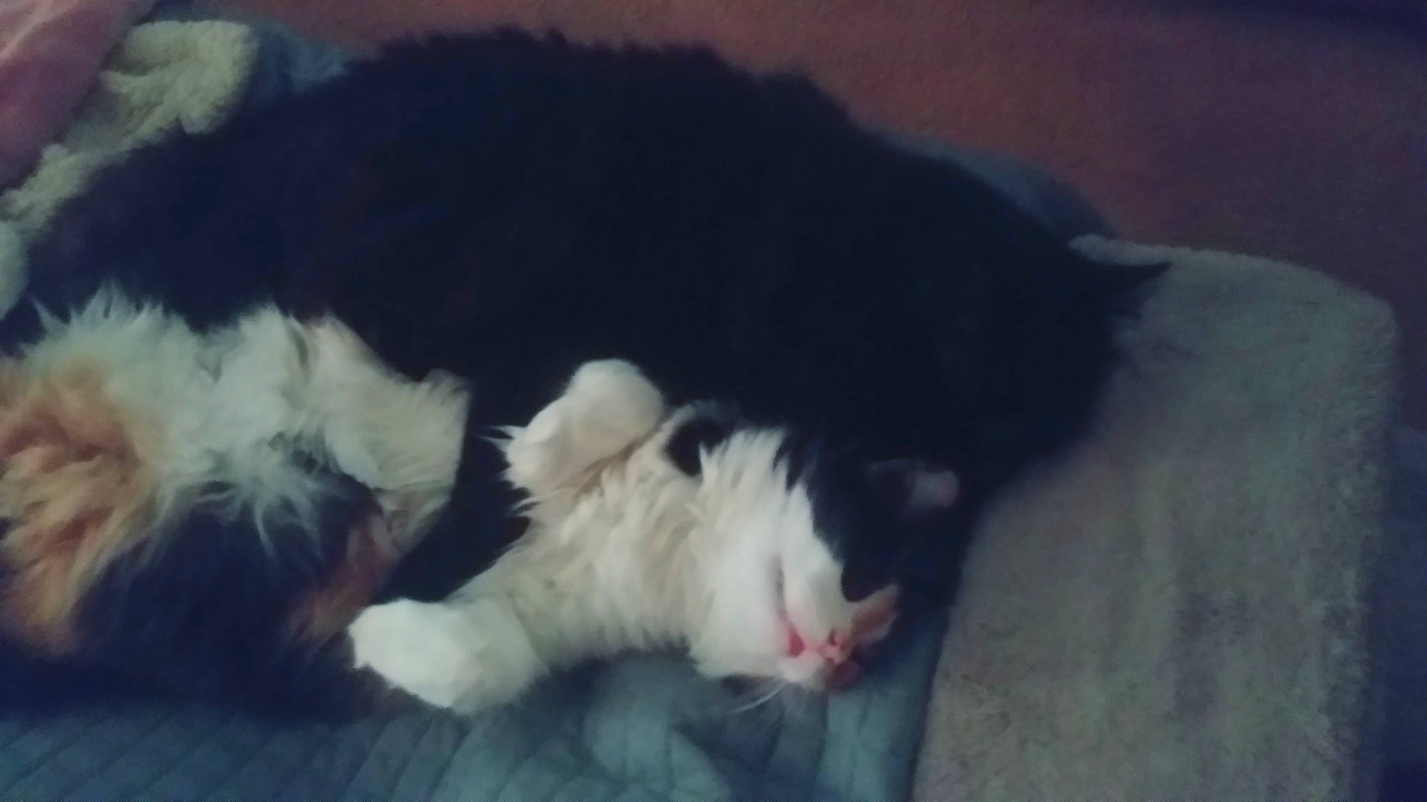 Calley And Sirfluffy