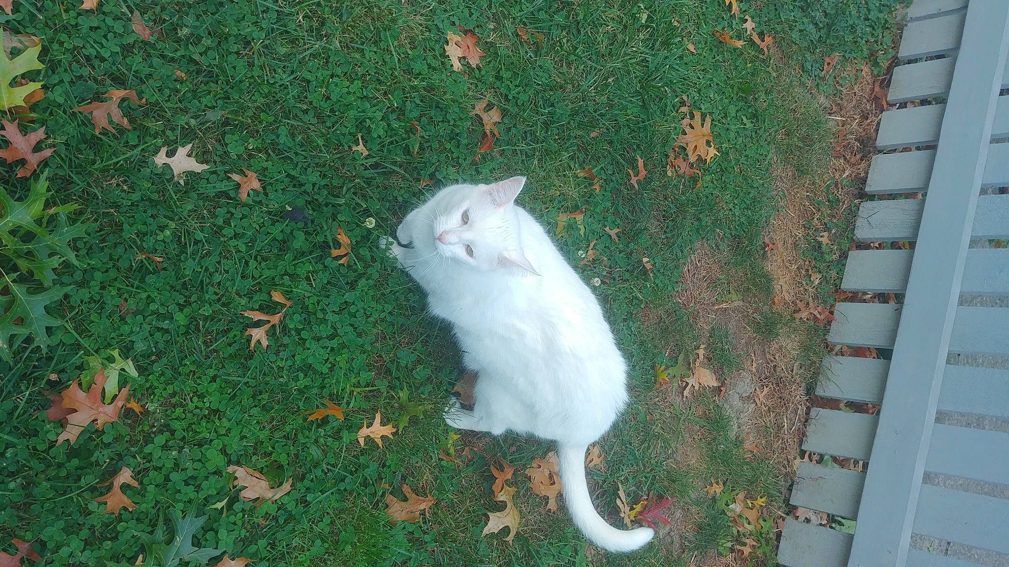 Q-tip is registered to the contest to win money with this photo: carnivore, cat, felidae, fur, grass, green, groundcover, lawn, small_to_medium_sized_cats, tail, vertebrate, whiskers