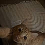 Oliver is registered to the contest to win money with this photo: cat, orange_tabby, pet, indoor, carpet, rug, closeup, whiskers, paw, fur, claw, feline, home, texture, curiosity, animal, mammal, domestic, playful, blurred