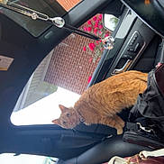Oliver joined the competition — help win amazing prizes! cat, orange_cat, car_interior, car_seat, pink_seat, handbag, designer_bag, brick_wall, flowers, red_flowers, rearview_mirror, crystal_ornament, window, door_panel, black_interior, seatbelt, collar, pet, domestic_cat, curious_cat