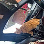 cat, orange_cat, car_interior, car_seat, pink_seat, handbag, designer_bag, brick_wall, flowers, red_flowers, rearview_mirror, crystal_ornament, window, door_panel, black_interior, seatbelt, collar, pet, domestic_cat, curious_cat